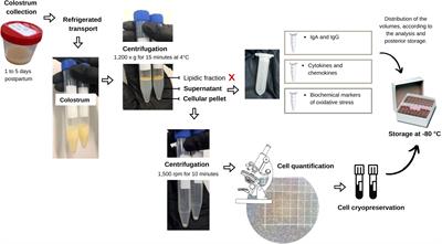 The impact on colostrum oxidative stress, cytokines, and immune cells composition after SARS-CoV-2 infection during pregnancy